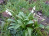 Файл=DSC00029.JPG
Объём=629KB
Размеры=2048x1536
Дата=Янв 31, 2012 DSC00029.JPG