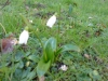 Файл=DSC00030~0.JPG
Объём=630KB
Размеры=2048x1536
Дата=Янв 31, 2012 DSC00030~0.JPG