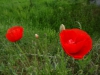 DSC00132.JPG