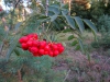 Файл=DSC00266.JPG
Объём=2220KB
Размеры=2592x1944
Дата=Сент 28, 2016 DSC00266.JPG