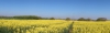 DSC_0206.JPG