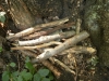 P6050012_(800x600).jpg