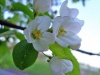 Файл=SL730846.JPG
Объём=76KB
Размеры=1024x768
Дата=Июнь 04, 2008 SL730846.JPG