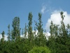 SNV11018.JPG