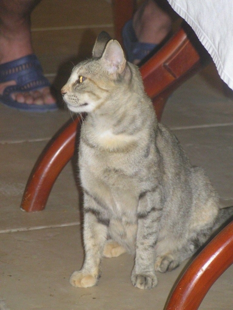 ,     