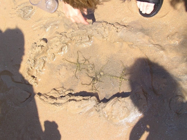 ,     