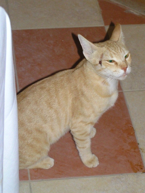 ,     