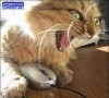 Файл=1186493926_crazy_cat.jpg
Объём=32KB
Размеры=450x409
Дата=Авг 14, 2007 1186493926_crazy_cat.jpg