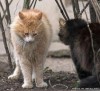 Файл=75031.jpg
Объём=45KB
Размеры=450x413
Дата=Нояб 07, 2007 75031.jpg