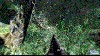 f4c.gif