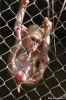 Файл=monkey_sucker-web~0.jpg
Объём=36KB
Размеры=333x500
Дата=Янв 03, 2006 monkey_sucker-web~0.jpg