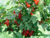 Файл=DSC02766.jpg
Объём=247KB
Размеры=800x600
Дата=Дек 27, 2005 DSC02766.jpg