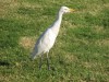 ibis_1.jpg