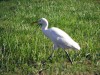 ibis_2.jpg