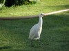 ibis_3.jpg