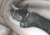 Файл=agif-235.gif
Объём=154KB
Размеры=240x168
Дата=Май 06, 2007 agif-235.gif