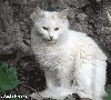 Файл=cat5.gif
Объём=148KB
Размеры=280x253
Дата=Март 23, 2007 cat5.gif