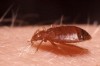 cimicidae-cimex-lectularius3-foto-guenther.jpg