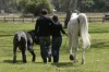 Файл=horsedog2.jpg
Объём=27KB
Размеры=480x319
Дата=Апр 23, 2007 horsedog2.jpg