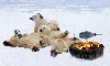 Файл=polarbearsnf4.gif
Объём=113KB
Размеры=555x337
Дата=Март 21, 2007 polarbearsnf4.gif