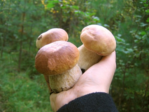 ,     