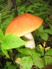 Файл=IMG_4567_sr.jpg
Объём=444KB
Размеры=960x1280
Дата=Авг 28, 2006 IMG_4567_sr.jpg