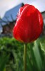 Файл=IMG_6659.jpg
Объём=91KB
Размеры=414x650
Дата=Июнь 05, 2007 IMG_6659.jpg