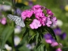 Файл=IMG_6691.jpg
Объём=388KB
Размеры=1200x900
Дата=Июль 01, 2010 IMG_6691.jpg