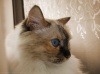 Файл=IMG_6862.jpg
Объём=192KB
Размеры=867x650
Дата=Июнь 30, 2008 IMG_6862.jpg