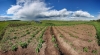Файл=Potato_tjapken.jpg
Объём=1349KB
Размеры=1980x1094
Дата=Июнь 28, 2010 Potato_tjapken.jpg