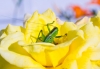 Файл=0_461c6_5674b6f7_orig.jpg
Объём=52KB
Размеры=900x624
Дата=Июнь 16, 2010 0_461c6_5674b6f7_orig.jpg