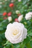 Файл=DSC00061.jpg
Объём=116KB
Размеры=900x1344
Дата=Сент 28, 2011 DSC00061.jpg