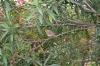 Файл=DSC00129.jpg
Объём=175KB
Размеры=1200x803
Дата=Окт 14, 2011 DSC00129.jpg