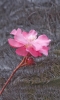 Файл=DSC00131.jpg
Объём=165KB
Размеры=900x1482
Дата=Окт 14, 2011 DSC00131.jpg