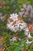 Файл=DSC00157.jpg
Объём=128KB
Размеры=900x1344
Дата=Окт 14, 2011 DSC00157.jpg