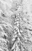 Файл=DSC00833.jpg
Объём=282KB
Размеры=1000x1541
Дата=Март 13, 2012 DSC00833.jpg