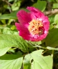 Файл=DSC05632.jpg
Объём=165KB
Размеры=600x708
Дата=Май 05, 2010 DSC05632.jpg