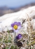 Файл=DSC05975.jpg
Объём=185KB
Размеры=700x966
Дата=Май 05, 2010 DSC05975.jpg
