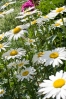 Файл=DSC06253.jpg
Объём=195KB
Размеры=600x896
Дата=Май 21, 2010 DSC06253.jpg