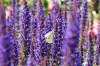 Файл=DSC06306.jpg
Объём=253KB
Размеры=900x602
Дата=Июнь 01, 2010 DSC06306.jpg