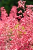 Файл=DSC06327.jpg
Объём=174KB
Размеры=600x896
Дата=Июнь 02, 2010 DSC06327.jpg