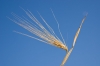 Файл=DSC06571.jpg
Объём=67KB
Размеры=900x602
Дата=Июнь 20, 2010 DSC06571.jpg