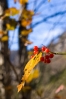 DSC07533.jpg