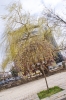 Файл=DSC08323.jpg
Объём=584KB
Размеры=1004x1500
Дата=Апр 09, 2011 DSC08323.jpg