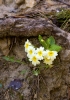 Файл=DSC08414.jpg
Объём=169KB
Размеры=900x1272
Дата=Апр 18, 2011 DSC08414.jpg