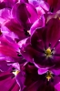 Файл=DSC08800.jpg
Объём=192KB
Размеры=900x1344
Дата=Май 11, 2011 DSC08800.jpg