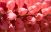 DSC08971.jpg