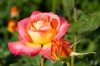 Файл=DSC08976.jpg
Объём=164KB
Размеры=1000x669
Дата=Май 31, 2011 DSC08976.jpg