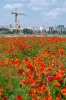 Файл=DSC08985.jpg
Объём=339KB
Размеры=900x1344
Дата=Июнь 07, 2011 DSC08985.jpg