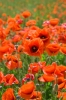 Файл=DSC08987.jpg
Объём=210KB
Размеры=900x1344
Дата=Июнь 07, 2011 DSC08987.jpg